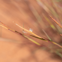 Schizachyrium fragile
