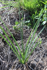 Echeandia mexicana