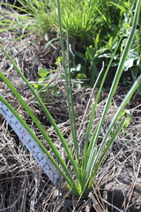 Echeandia mexicana