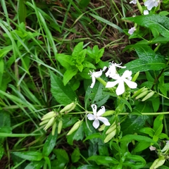 Saponaria officinalis