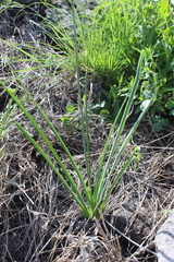 Echeandia mexicana