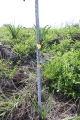 Echeandia mexicana
