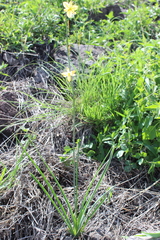 Echeandia mexicana