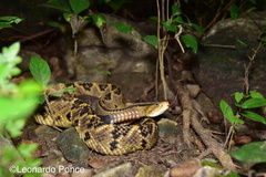 Crotalus culminatus