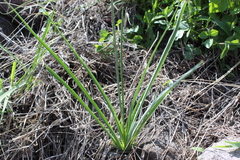 Echeandia mexicana