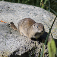 Urocitellus beldingi