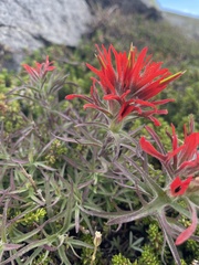 Castilleja rupicola
