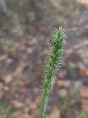 Liatris elegans