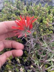 Castilleja rupicola