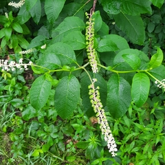 Phytolacca americana