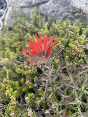 Castilleja rupicola