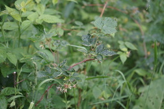 Rubus sachalinensis