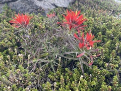 Castilleja rupicola
