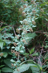 Spiraea chamaedryfolia