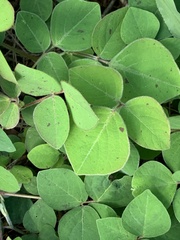 Desmodium intortum