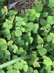 Desmodium intortum