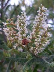 Eysenhardtia polystachya