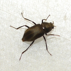 Helichus lithophilus