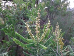 Eysenhardtia polystachya