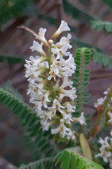 Eysenhardtia polystachya