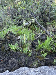 Spiranthes romanzoffiana