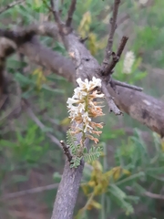 Eysenhardtia polystachya