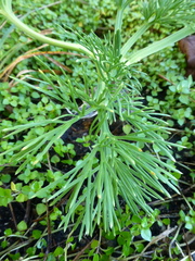 Aciphylla dieffenbachii