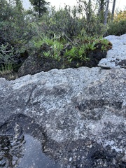 Spiranthes romanzoffiana
