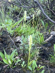 Spiranthes romanzoffiana