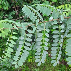 Robinia pseudoacacia