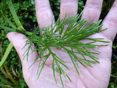 Aciphylla dieffenbachii