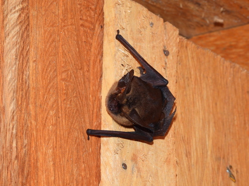 Humboldt Big-eared Brown Bat (Histiotus humboldti) — Data Deficient Mammalia