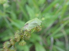 Palomena prasina