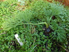 Aciphylla dieffenbachii