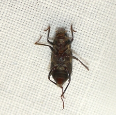 Helichus lithophilus