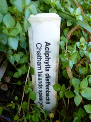 Aciphylla dieffenbachii