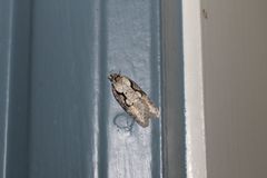 Semioscopis packardella