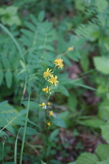Solidago dahurica