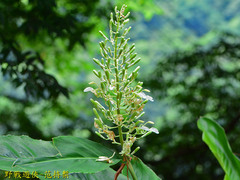 Alpinia galanga