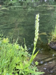 Spiranthes romanzoffiana