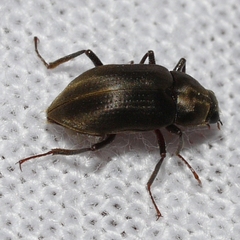 Helichus lithophilus