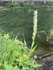 Spiranthes romanzoffiana