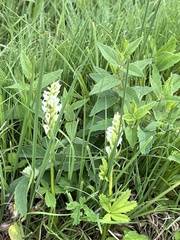 Spiranthes romanzoffiana