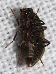 Helichus lithophilus