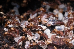 Strumigenys kumadori