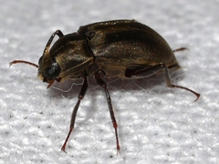 Helichus lithophilus
