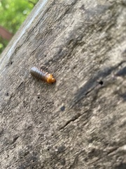 Monocesta coryli