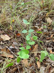 Matelea cynanchoides