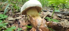 Tylopilus intermedius