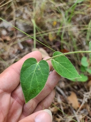 Matelea cynanchoides